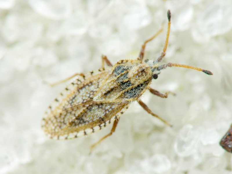 Lasiacantha capucina (Germar, 1837)